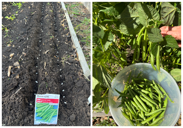 End-of-Season garden update for 2026