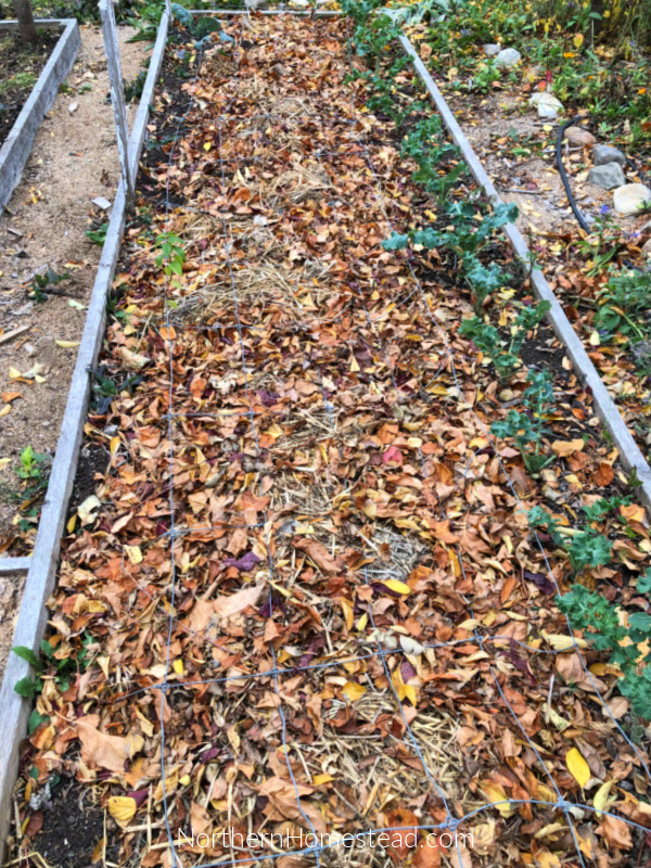 The Best Ways to Use Fall Leaves in the Garden