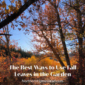 The Best Ways to Use Fall Leaves in the Garden
