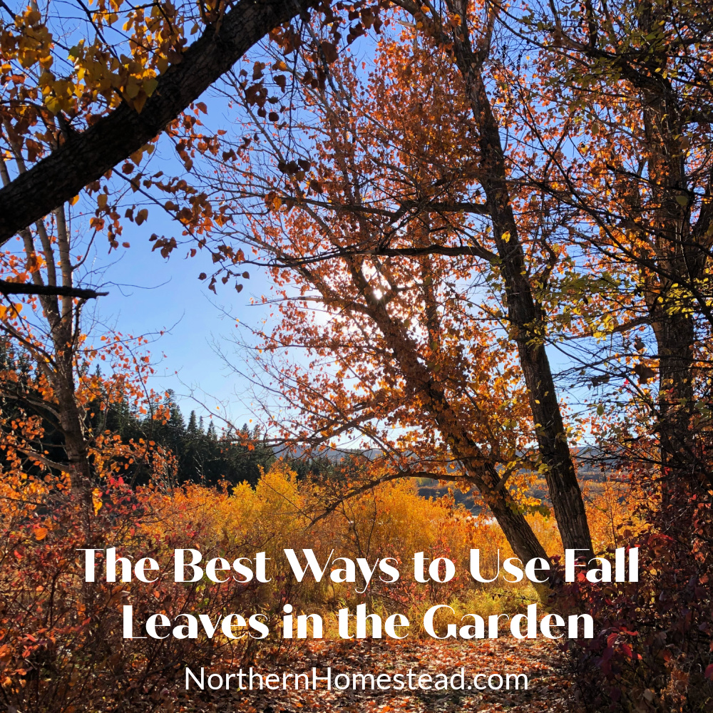 The Best Ways to Use Fall Leaves in the Garden