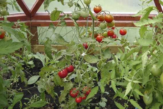 tomatoes, Latah