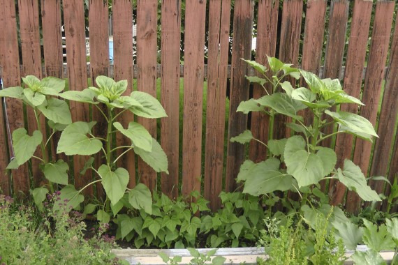 Sunflowers