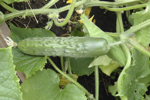 Cucumber