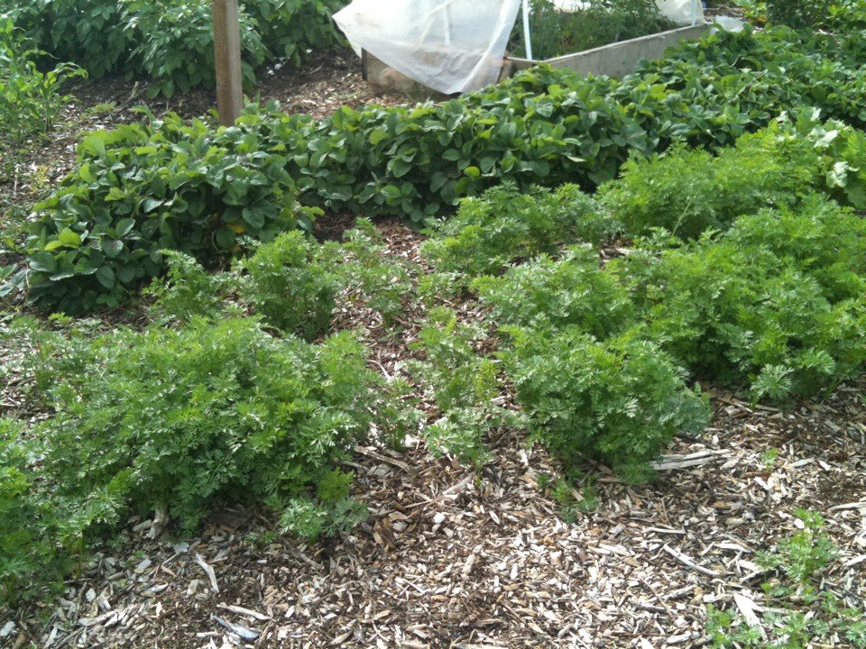 Planting winter carrots