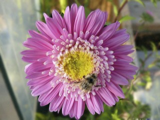 Perennial Favorites in our Northern Garden