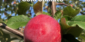 Growing Fruit Trees in Cold Climate