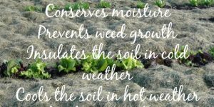 Mulching - a great no till gardening method.