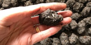 Making and planting seed bombs