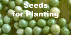 Soak or sprout seeds for planting