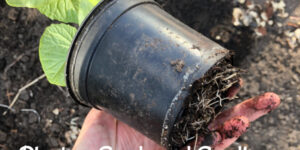 Planting Seeds and Seedlings into a Bottomless Pot