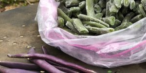 All about freezing vegetables
