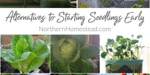 Exploring Alternatives to Starting Seedlings Early