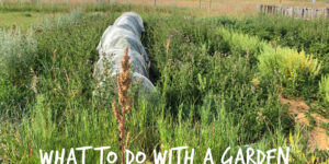 What to do with a garden overgrown with weeds