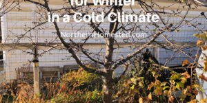 Preparing Fruit Trees for Winter in a Cold Climate