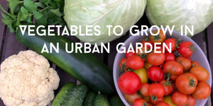 Vegetables to grow in an urban garden