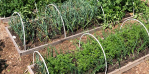 Exploring the Best Garden Bed Design