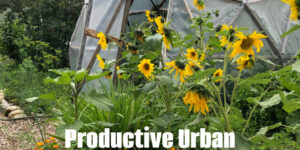 Productive Urban Greenhouse and Garden