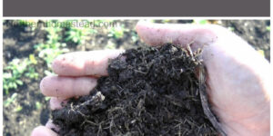 Feeding the Soil vs. Feeding the Plants