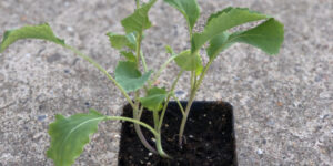 Tips on Buying Vegetable and Herb Seedlings