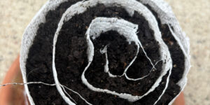 Seed Snails for Seed Starting