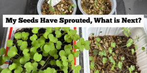 My seeds have sprouted. What is next? Essential care for seedlings: Growth tips and transplanting methods.