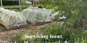 Surviving June: Tips for Thriving in a Challenging Gardening Month
