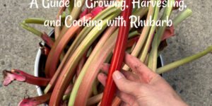 A Guide to Growing, Harvesting, and Cooking with Rhubarb