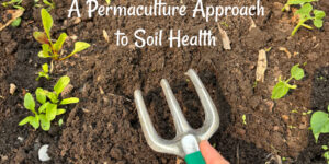 Hoeing vs. Mulching: A Permaculture Approach to Soil Health