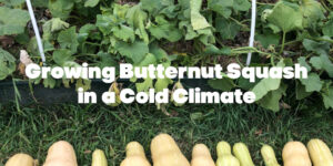 Growing Butternut Squash in a Cold Climate: Tips for a Bountiful Harvest
