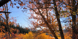 The Best Ways to Use Fall Leaves in the Garden