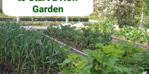 No-Till gardening methods to start a new garden