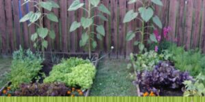 Growing food without owning a speck of Land is possible. Start growing your own food in flower beds, container gardening and friends or community gardens.