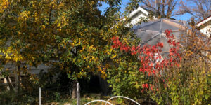Preparing the Garden for Winter