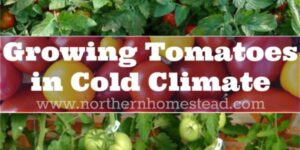 Here are 9 simple tips for growing tomatoes successfully in cold climate and harvest sun ripe tomatoes in the summer. Happy tomato growing!