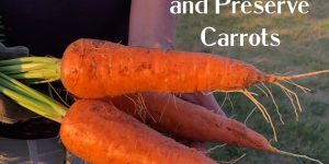 How to Grow, Care for and Preserve Carrots