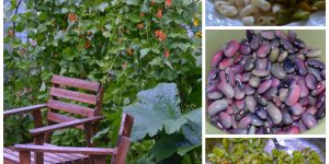 Growing Food - Scarlet Runner Beans (Recipe)