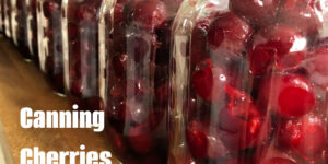 Canning Cherries in Syrup