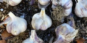 If you are into growing food - Garlic is a must have in the garden. Find how to plant, grow, harvest, store and use garlic. All about the super food garlic.