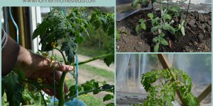 To prune or not to prune tomato plants is an option. Not all tomatoes need pruning, except for the bottom leafs and at the end of the growing season.