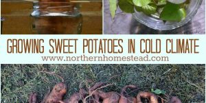 Growing sweet potatoes in cold climate. We cover how to make your own slips, plant and harvest a sweet potato.