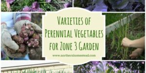 Varieties of Perennial Vegetables for Zone 3 Garden
