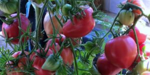 How to Grow Tomatoes Indoors