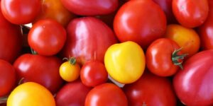 Heirloom tomato varieties we grow in a northern garden in Alberta, Canada. Many have become our favorites in taste and production.