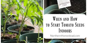 When and How to Start Tomato Seeds Indoors