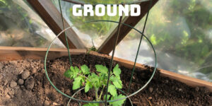 Transplanting Tomatoes into the Ground