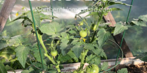 How to Support Tomato Plants