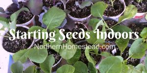 Starting Seeds Indoors