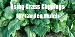 Using Grass Clippings for Garden Mulch