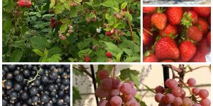 Varieties of Berries for Zone 3 Garden
