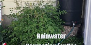Rainwater harvesting for use in the garden